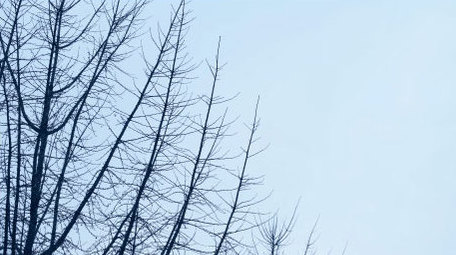 鸽子和平鸽鸽群群鸟白鸽飞翔动物昆虫实拍