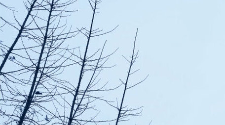 鸽子和平鸽鸽群群鸟白鸽飞翔动物昆虫实拍