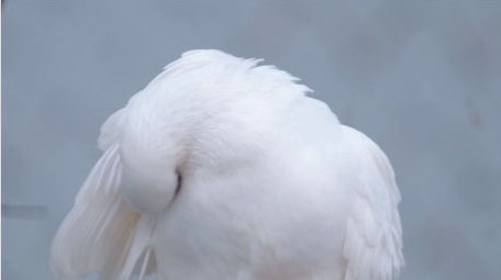 唯美白鸽进食和平鸽鸽子梳理羽毛动物实拍