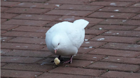 唯美白鸽进食和平鸽鸽子梳理羽毛动物实拍