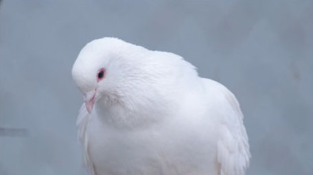 唯美白鸽进食和平鸽鸽子梳理羽毛动物实拍