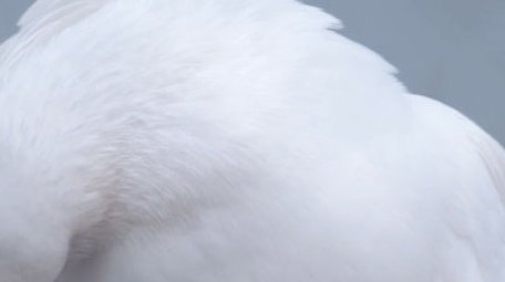 唯美白鸽进食和平鸽鸽子梳理羽毛动物实拍