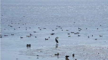 自然简约冬季城市海边鸭子鸟类动物实拍