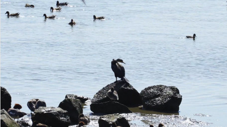 自然简约冬季城市海边鸭子鸟类动物实拍