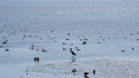 自然简约冬季城市海边鸭子鸟类动物实拍