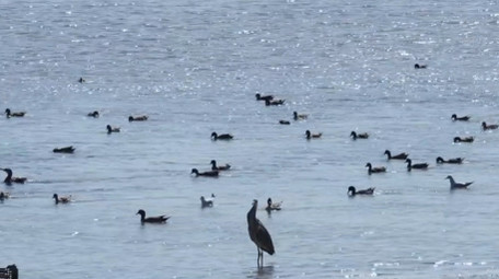自然简约冬季城市海边鸭子鸟类动物实拍