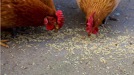 农业农村动物土鸡母鸡喂鸡啄米觅食实拍4K