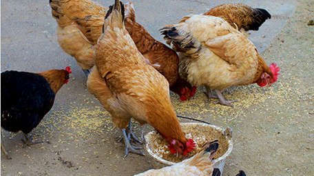 农业农村动物土鸡母鸡喂鸡啄米觅食实拍4K
