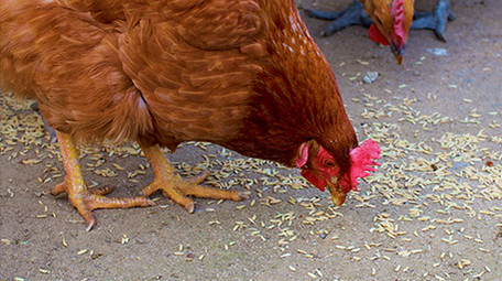 农业农村动物土鸡母鸡喂鸡啄米觅食实拍4K