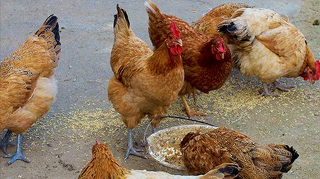 农业农村动物土鸡母鸡喂鸡啄米觅食实拍4K