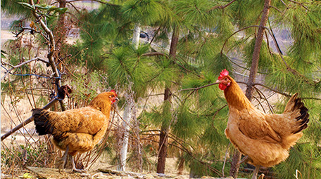 农业农村动物散养土鸡公鸡母鸡家禽实拍4K
