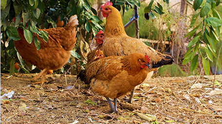 农业农村动物散养土鸡公鸡母鸡家禽实拍4K