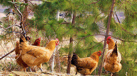 农业农村动物散养土鸡公鸡母鸡家禽实拍4K