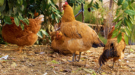 农业农村动物散养土鸡公鸡母鸡家禽实拍4K