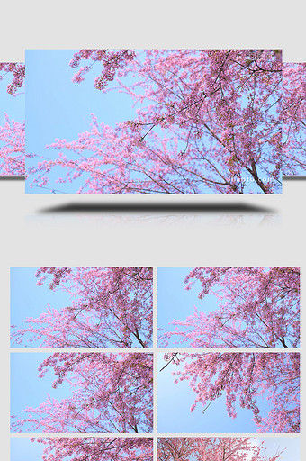 自然冬季唯美樱花绚丽绽放实拍视频4K图片