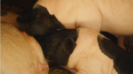 动物简约可爱小猪宠物猪吃奶实拍