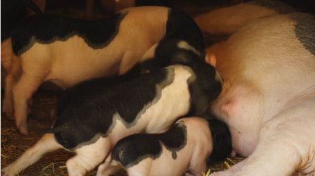 动物简约可爱小猪宠物猪吃奶实拍