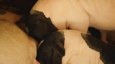 动物简约可爱小猪宠物猪吃奶实拍