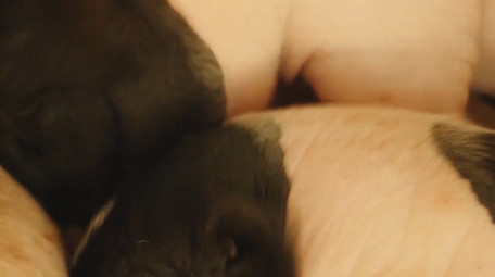 动物简约可爱小猪宠物猪吃奶实拍