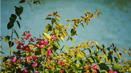 植物写意阳光下湖边盛开的花朵空镜实拍