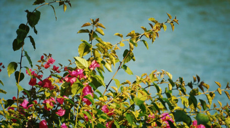 植物写意阳光下湖边盛开的花朵空镜实拍