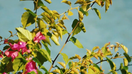 植物写意阳光下湖边盛开的花朵空镜实拍