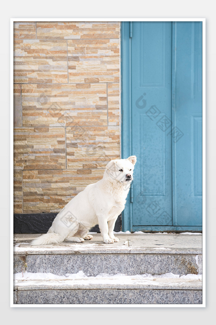 冬日雪后坐在门口的白色小狗图片图片