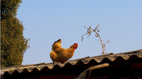 农村田园动物散养土鸡母鸡一只鸡实拍4K
