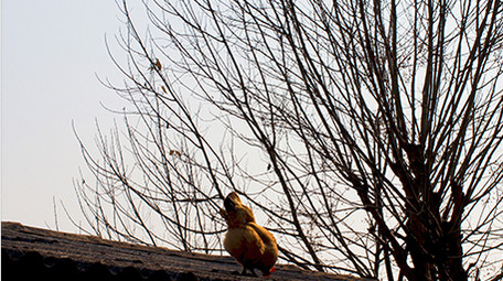 农村田园动物散养土鸡母鸡一只鸡实拍4K