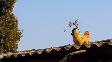 农村田园动物散养土鸡母鸡一只鸡实拍4K