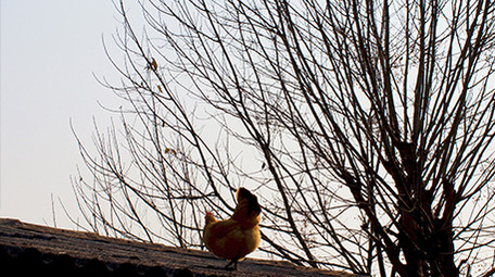 农村田园动物散养土鸡母鸡一只鸡实拍4K