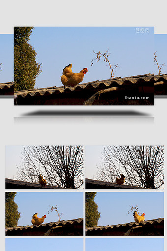 农村田园动物散养土鸡母鸡一只鸡实拍4K图片