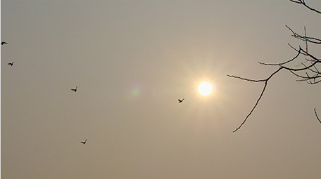 动物一群成群鸽子鸟类天空飞翔实拍4K