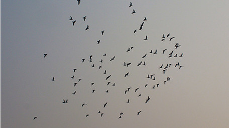 动物一群成群鸽子鸟类天空飞翔实拍4K