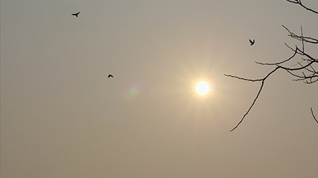 动物一群成群鸽子鸟类天空飞翔实拍4K