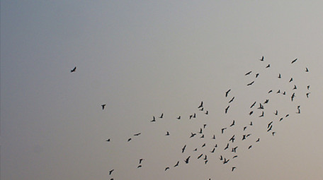 动物一群成群鸽子鸟类天空飞翔实拍4K