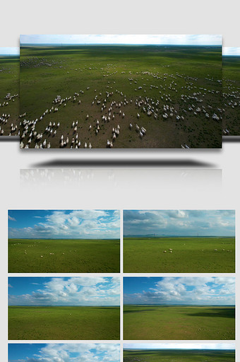辽阔草原上散落的大片的羊群4k航拍视频图片