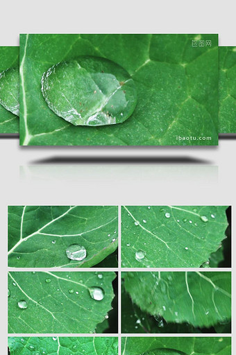 植物叶片上的小水滴实拍图片