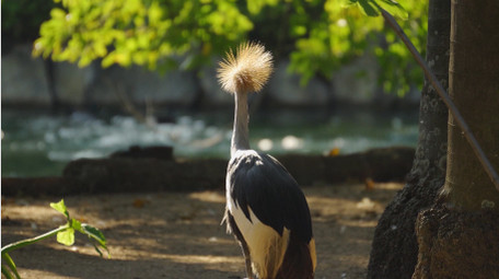 自然简约鹈鹕白鹤各类鸟兽动物实拍