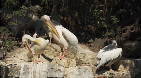 自然简约鹈鹕白鹤各类鸟兽动物实拍