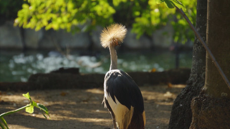 自然简约鹈鹕白鹤各类鸟兽动物实拍