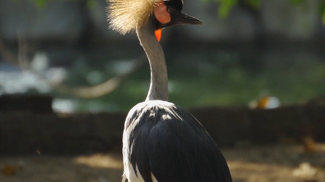 自然简约鹈鹕白鹤各类鸟兽动物实拍