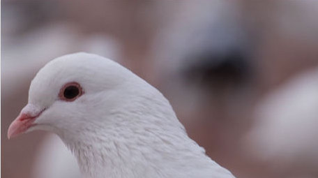白鸽鸽子和平鸽特写鸟类飞鸟动物昆虫实拍