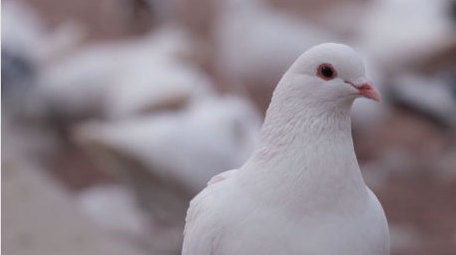 白鸽鸽子和平鸽特写鸟类飞鸟动物昆虫实拍