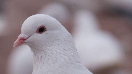 白鸽鸽子和平鸽特写鸟类飞鸟动物昆虫实拍