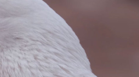 白鸽鸽子和平鸽特写鸟类飞鸟动物昆虫实拍