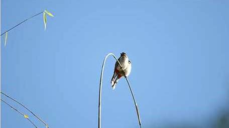 动物唯美鸟类山椒鸟4K视频