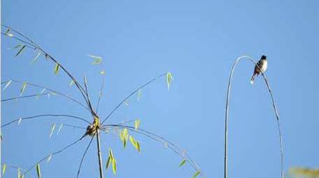 动物唯美鸟类山椒鸟4K视频