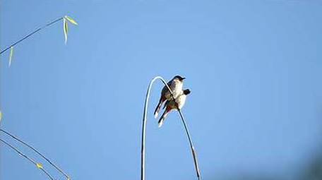 动物唯美鸟类山椒鸟4K视频