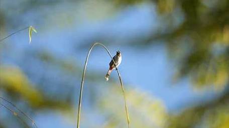 动物唯美鸟类山椒鸟4K视频
